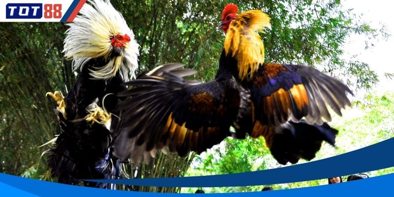 Đá gà có cách thức đặt cược vô cùng đơn giản